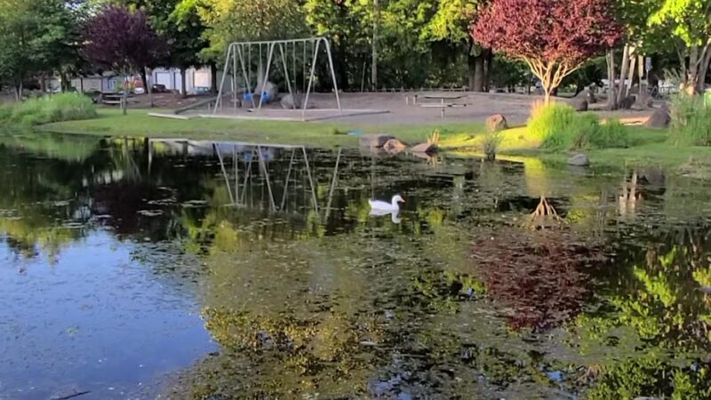 John Neal Memorial Park - Lyons, OR