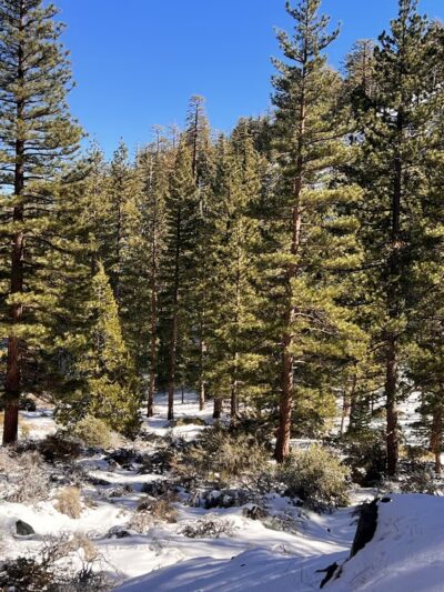 Lytle Creek - Lytle Creek, CA