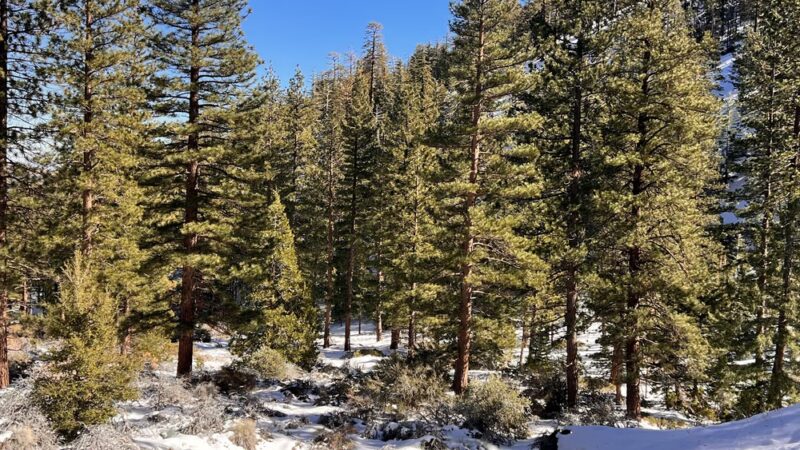 Lytle Creek - Lytle Creek, CA