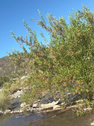 Lytle Creek - Lytle Creek, CA