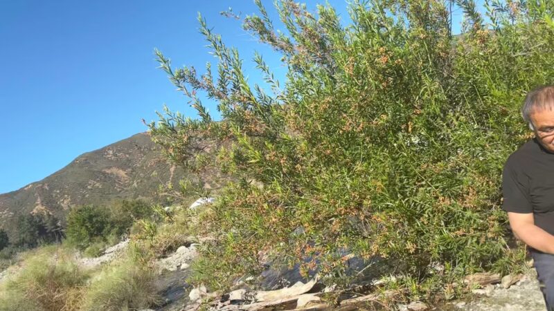 Lytle Creek - Lytle Creek, CA