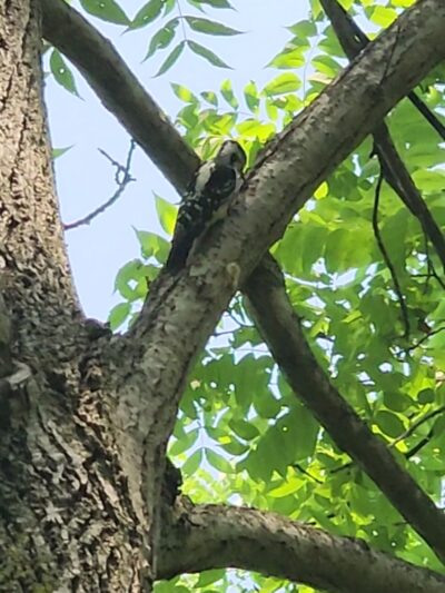 Ganargua Creek Meadow Preserve - Macedon, NY