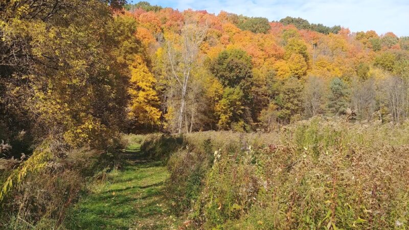 Ganargua Creek Meadow Preserve - Macedon, NY