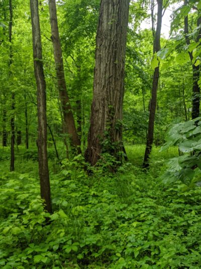 Ganargua Creek Meadow Preserve - Macedon, NY