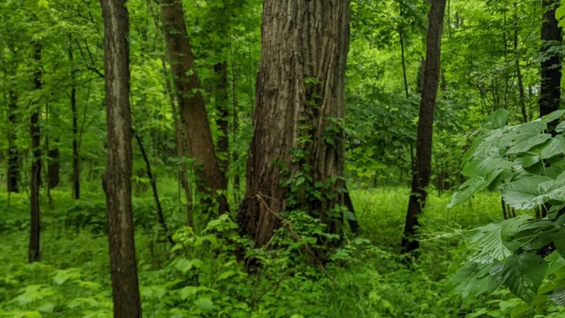 Ganargua Creek Meadow Preserve - Macedon, NY
