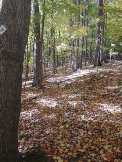 Ganargua Creek Meadow Preserve - Macedon, NY