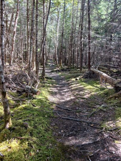 Machias River Preserve - Machias, ME