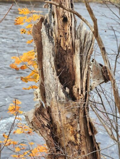 Machias River Preserve - Machias, ME