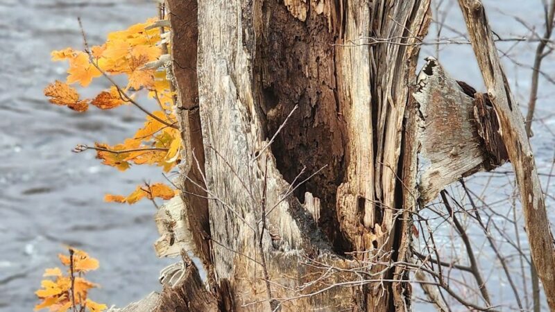 Machias River Preserve - Machias, ME