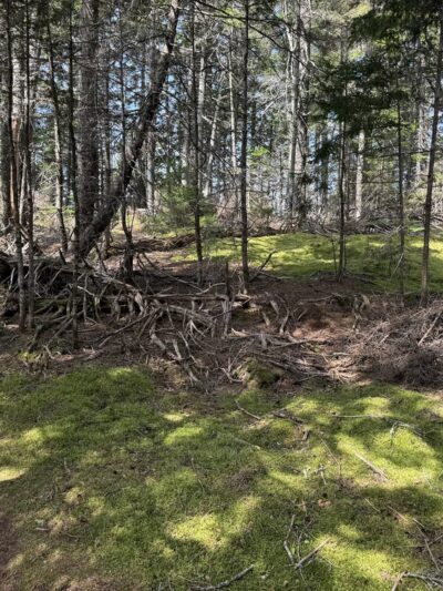 Meserve Head Preserve - Machias, ME