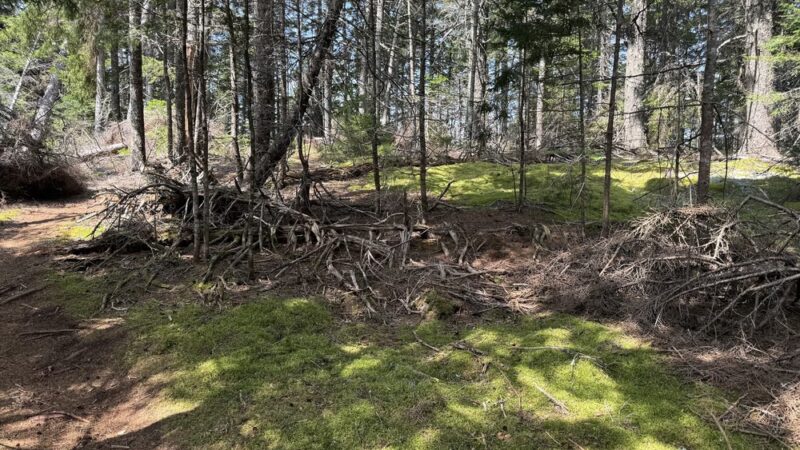 Meserve Head Preserve - Machias, ME