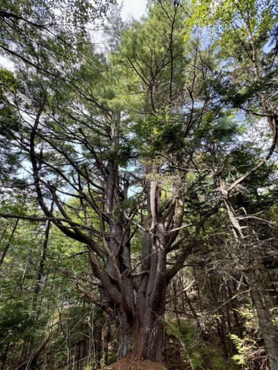 Meserve Head Preserve - Machias, ME
