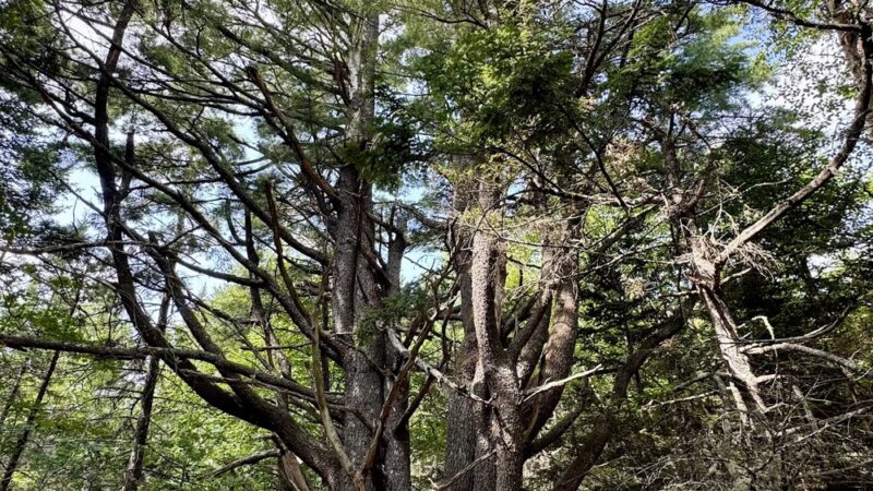Meserve Head Preserve - Machias, ME