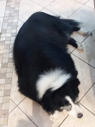 Valley Pet Grooming - Madawaska, ME