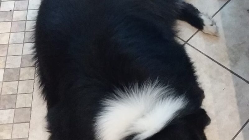 Valley Pet Grooming - Madawaska, ME