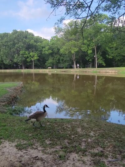 Strawberry Patch Park - Madison, MS