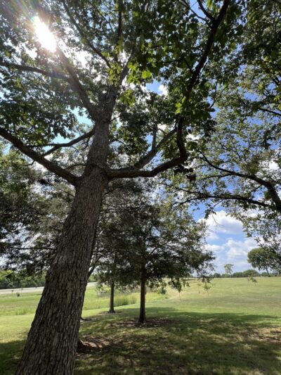 Madison Park - Madison, TN