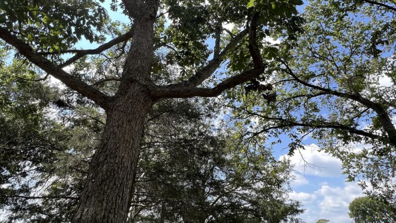 Madison Park - Madison, TN