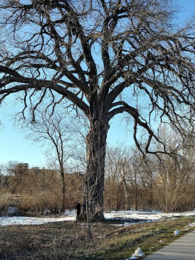 Burr Jones Park - Madison, WI
