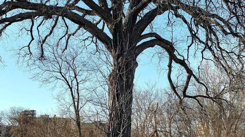 Burr Jones Park - Madison, WI