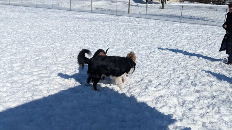 Demetral Park - Madison, WI