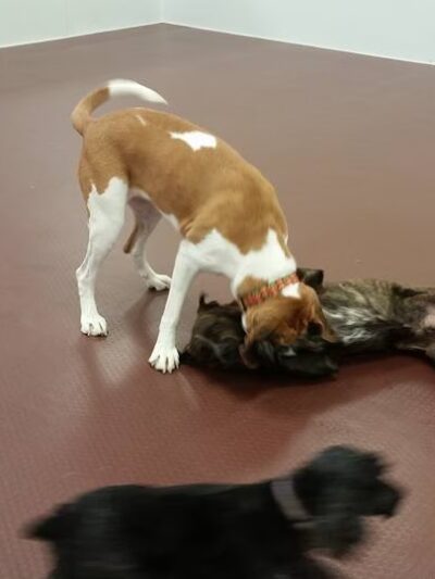 Dog Haus University - Madison, WI