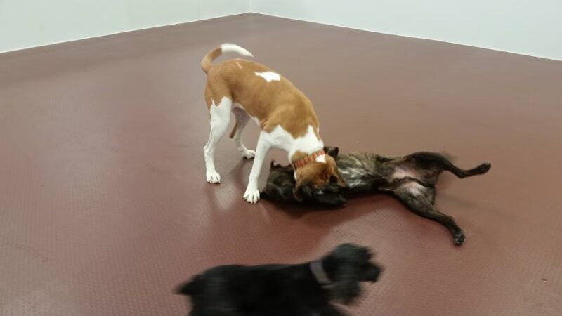 Dog Haus University - Madison, WI