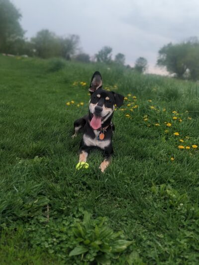 Dog Haus University - Madison, WI