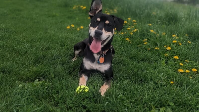 Dog Haus University - Madison, WI