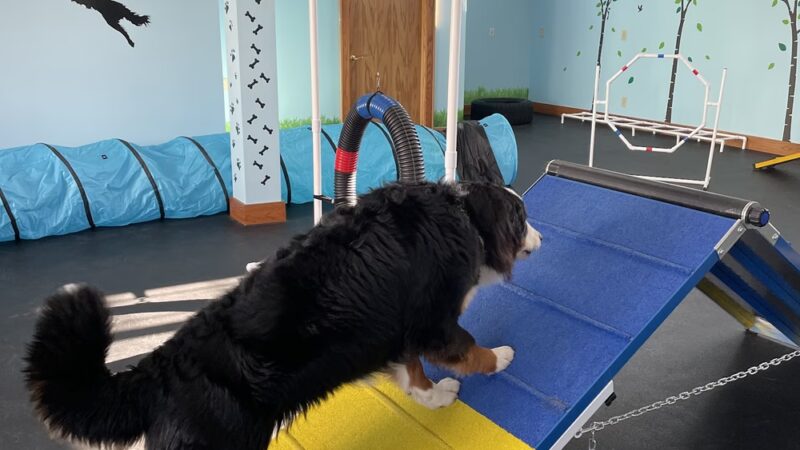 DoggieLand Play Park - Madison, WI