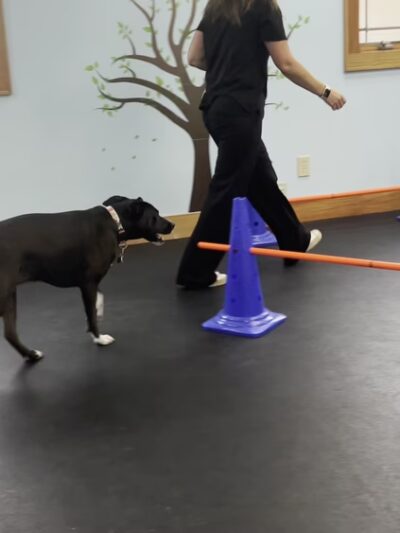 DoggieLand Play Park - Madison, WI