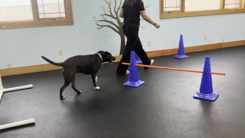 DoggieLand Play Park - Madison, WI