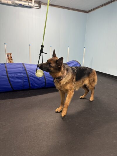 DoggieLand Play Park - Madison, WI