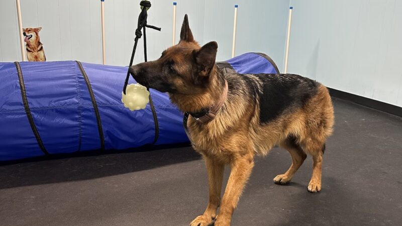 DoggieLand Play Park - Madison, WI