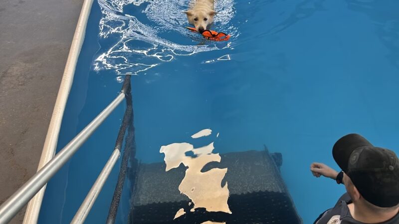 DoggieLand Play Park - Madison, WI