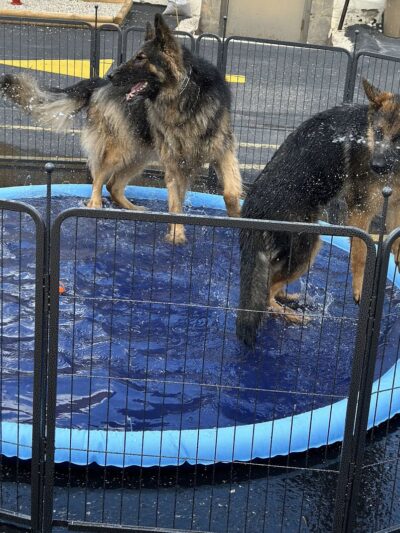 DoggieLand Play Park - Madison, WI