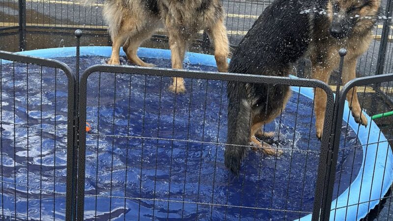 DoggieLand Play Park - Madison, WI