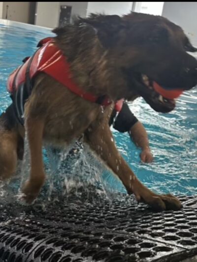 Doggieland Play Park Aquatics - Madison, WI