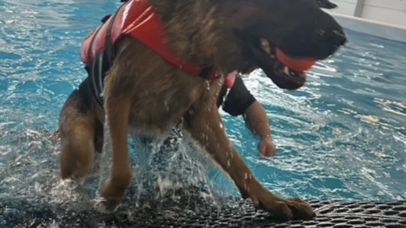 Doggieland Play Park Aquatics - Madison, WI