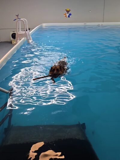 Doggieland Play Park Aquatics - Madison, WI