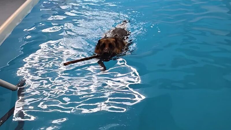 Doggieland Play Park Aquatics - Madison, WI
