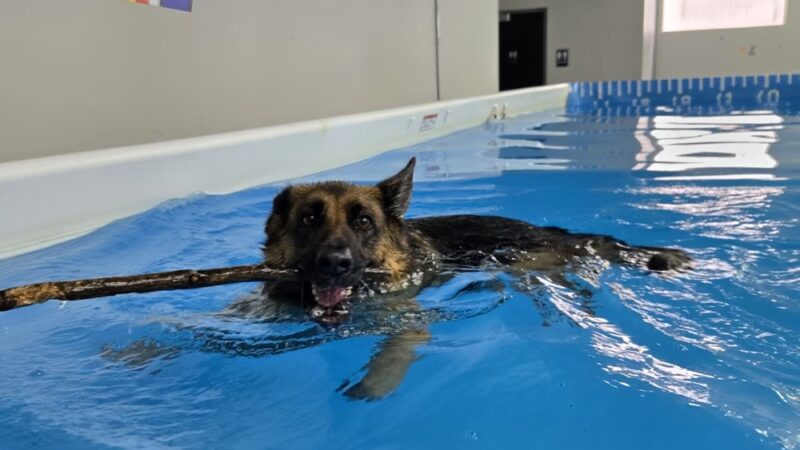 Doggieland Play Park Aquatics - Madison, WI