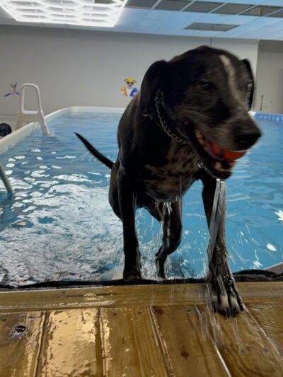 Doggieland Play Park Aquatics - Madison, WI
