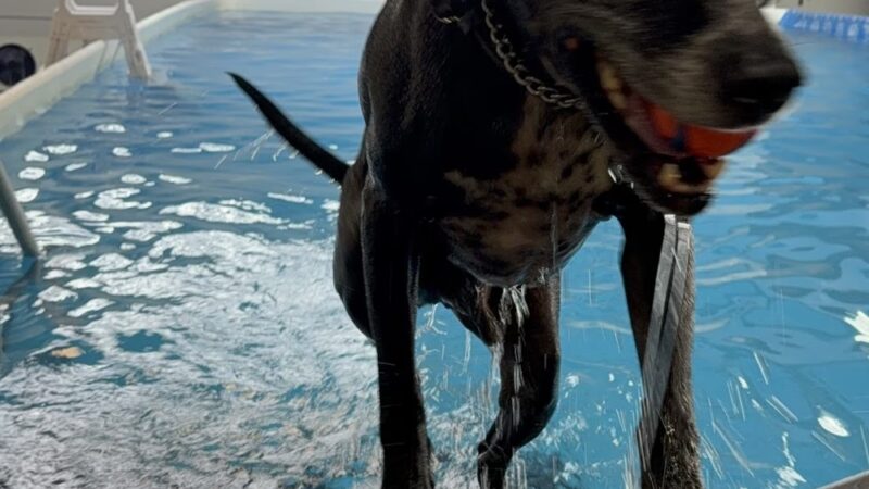 Doggieland Play Park Aquatics - Madison, WI