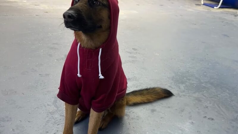 Doggieland Play Park Aquatics - Madison, WI