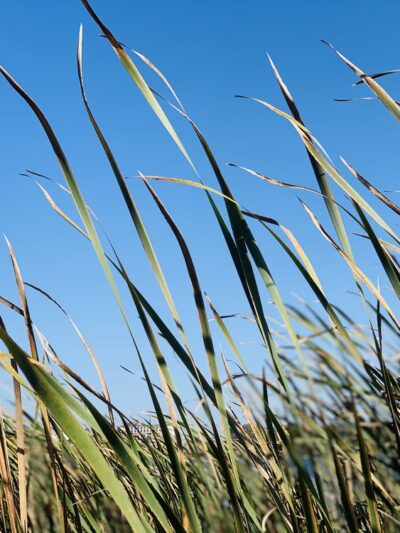 Edgewood Park - Madison, WI