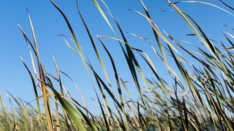 Edgewood Park - Madison, WI