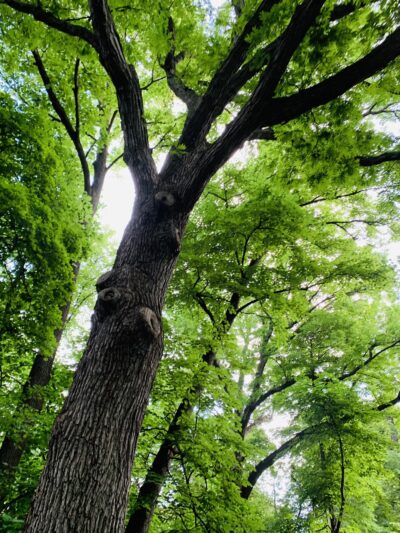 Edgewood Park - Madison, WI