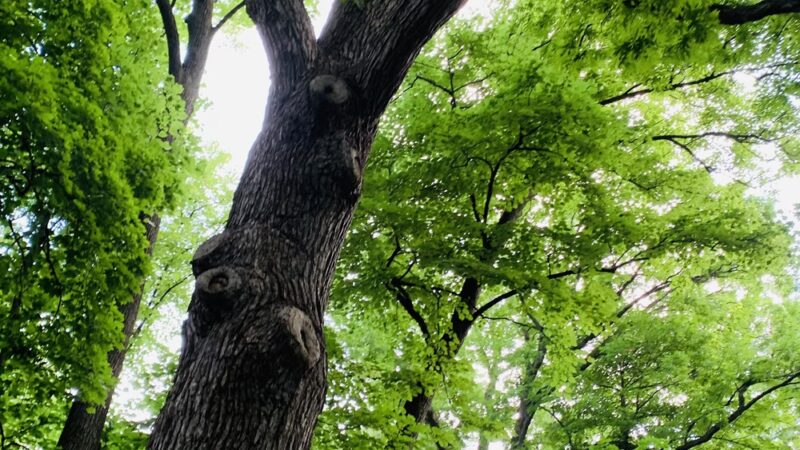 Edgewood Park - Madison, WI