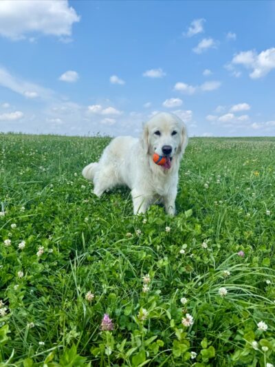 Green Dog, LLC Dog walking, Cat sitting & Dogpark Runs - Madison, WI
